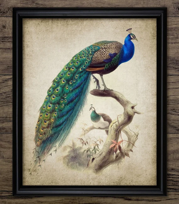 Peacock Feather Wall Art